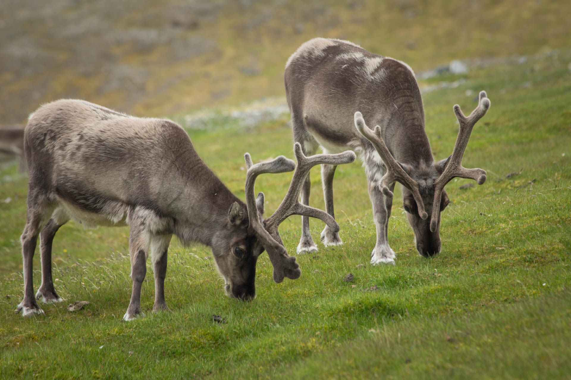reindeer