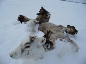 frozen reindeer