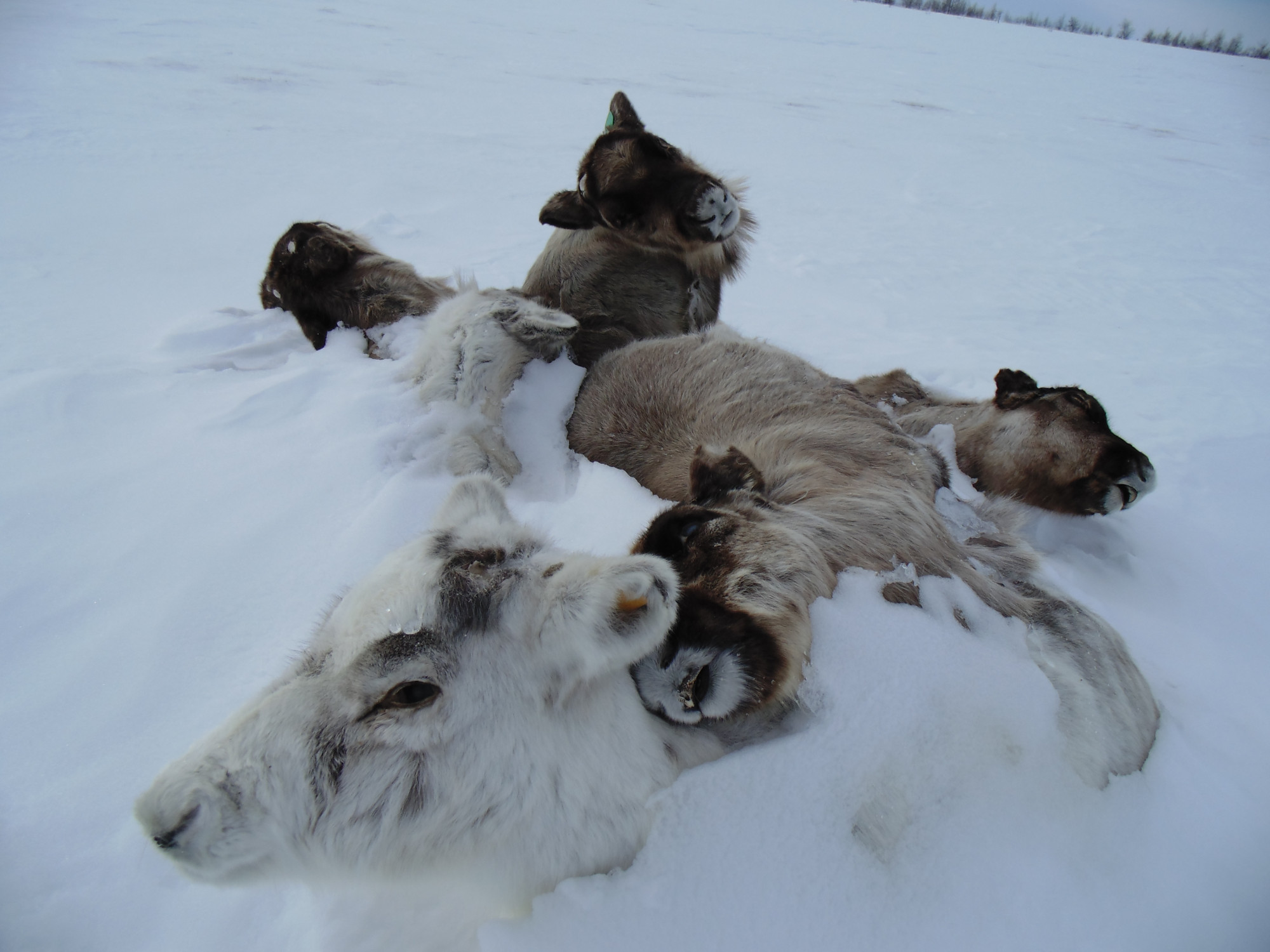 frozen reindeer