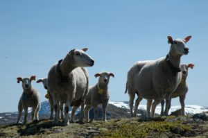 Domestic sheep in Norway