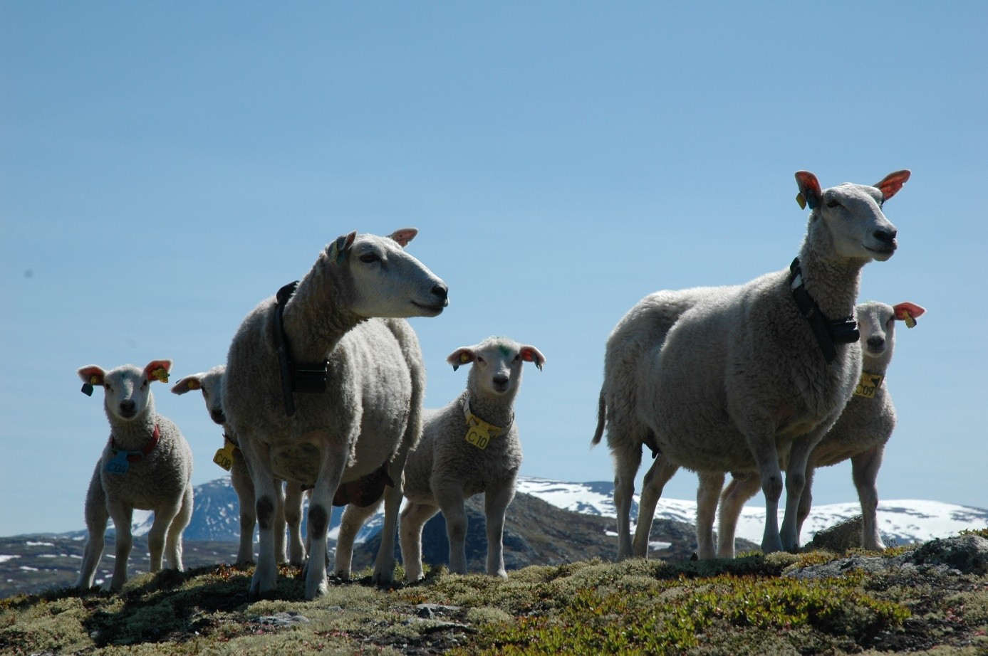Domestic sheep in Norway