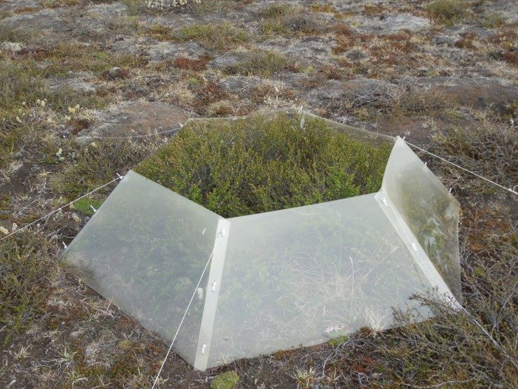 Open Top chamber from the ITEX site in Auðkúluheiði
