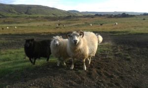 Icelandic sheep
