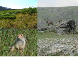 Ground squirrel, reindeer and shrub encroachment