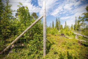 fence in boreal forest