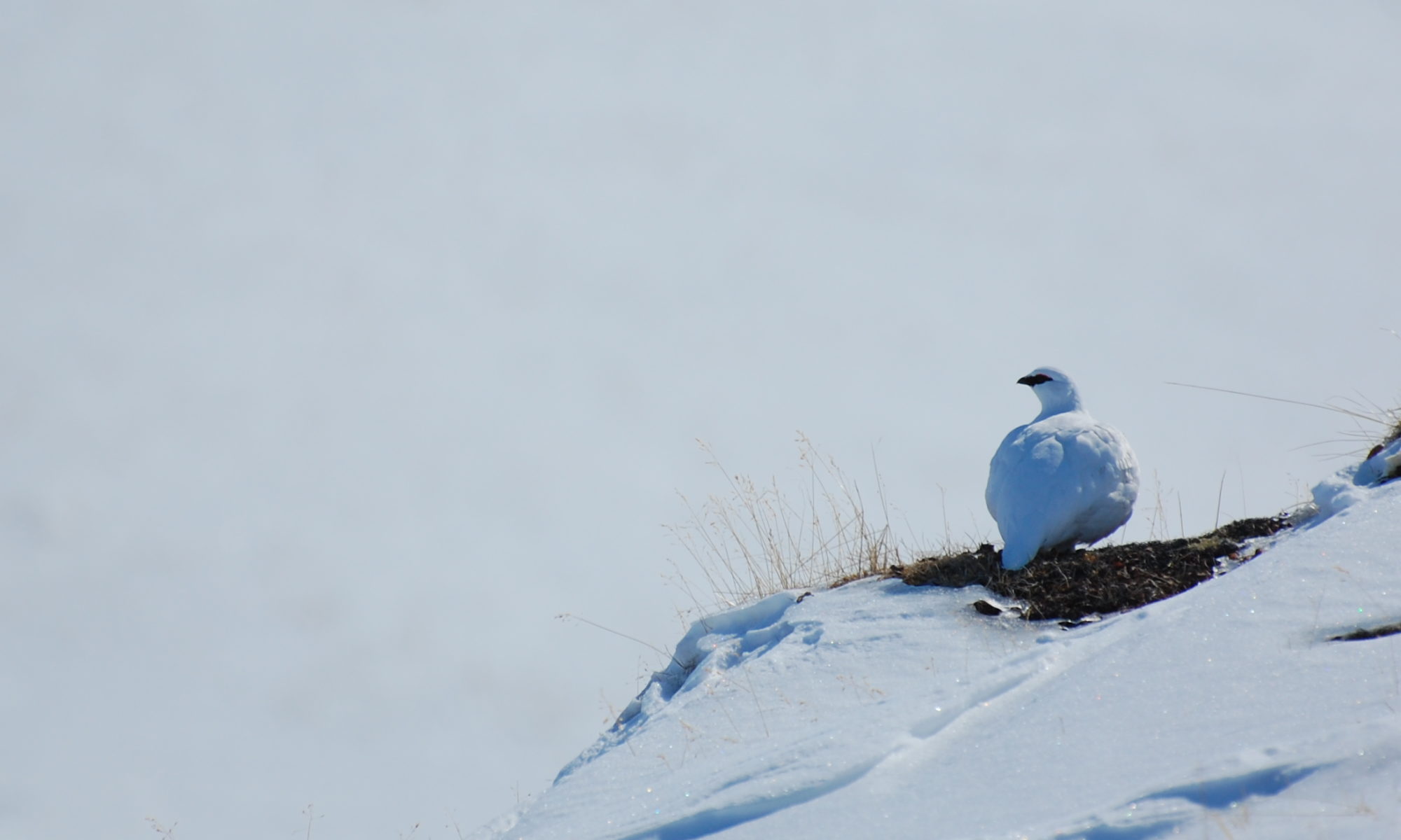 ptarmigan