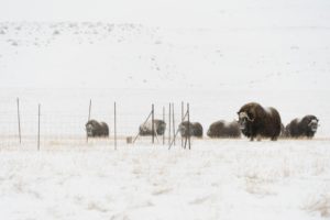 muskoxen behind exclosure