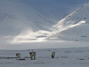 Svalbard reindeer females
